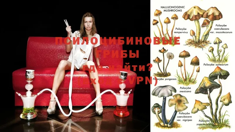 где можно купить   shop клад  Галлюциногенные грибы GOLDEN TEACHER  Гаджиево 